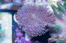 The Coral Farm MA -123.jpg