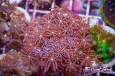 The Coral Farm MA -183.jpg