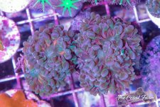 The Coral Farm MA -313.jpg