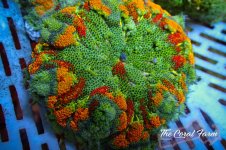 The Coral Farm MA 12122024-15.jpg