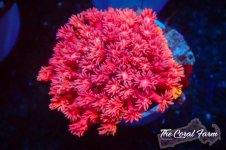 The Coral Farm MA 12122024-208.jpg