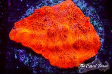 The Coral Farm MA 12122024-211.jpg