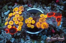 The Coral Farm MA 12122024-252.jpg