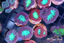 The Coral Farm MA -100.jpg