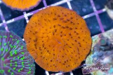 The Coral Farm MA -108.jpg