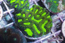 The Coral Farm MA -155.jpg