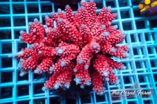 The Coral Farm MA 12122024-80.jpg