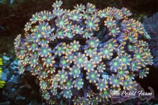 The Coral Farm MA 12122024-175.jpg