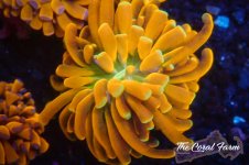 The Coral Farm MA 12122024-191.jpg