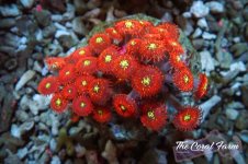 The Coral Farm MA 12122024-242.jpg