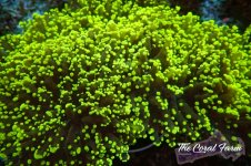 The Coral Farm MA 12122024-367.jpg