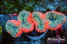 The Coral Farm MA 12122024-453.jpg