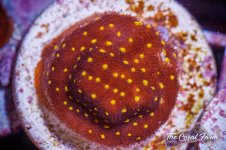 The Coral Farm MA -220.jpg