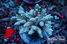 The Coral Farm MA 12122024-47.jpg