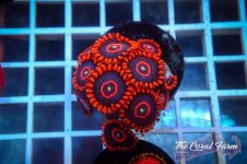 The Coral Farm MA 12122024-144.jpg