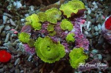 The Coral Farm MA 12122024-303.jpg