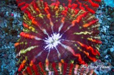 The Coral Farm MA 12122024-492.jpg