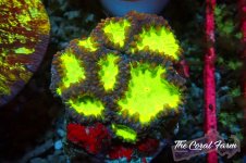 The Coral Farm MA 12122024-498.jpg