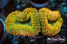 The Coral Farm MA 12122024-547.jpg