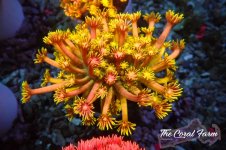 The Coral Farm MA 12122024-556.jpg