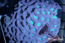 The Coral Farm MA -103.jpg