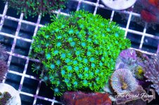 The Coral Farm MA -117.jpg