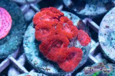 The Coral Farm MA -131.jpg