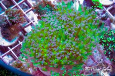 The Coral Farm MA -141.jpg