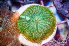 The Coral Farm MA -197.jpg