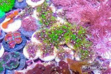 The Coral Farm MA -380.jpg