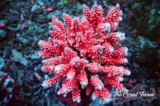 The Coral Farm MA 12122024-31.jpg