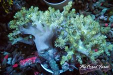 The Coral Farm MA 12122024-325.jpg