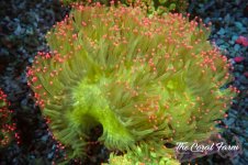 The Coral Farm MA 12122024-327.jpg