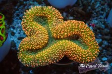 The Coral Farm MA 12122024-477.jpg