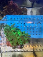 Bight green long tentacle anemone.jpg