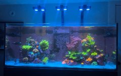 Mixed reef tank.jpg