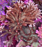 coral2.png