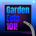Garden Eel.png