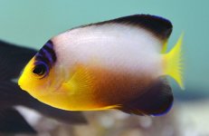 Multicolor angel.jpg