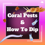 Article Promo Image Pests.png