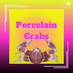 Article Promo Image Procelin Crabs.png