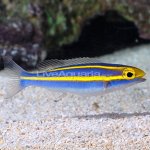 lg_90027-whiptail.jpg