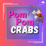 pom pom crabs.png