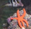 jeffersonstarfish2.jpg