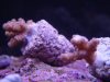 acropora.JPE