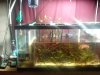Refugium Sump 006a.JPG
