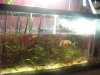 Refugium Sump 008a.JPG