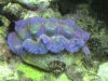 clam1a.jpg