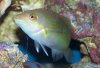 green%20coris%20wrasse.JPG