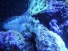 algae blenny3.JPG